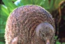 Chim Kiwi không cánh Chim Kiwi không cánh
