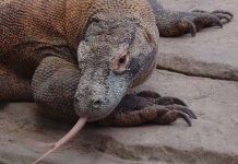 Thế giới kỳ thú của loài rồng Komodo Thế giới kỳ thú của loài rồng Komodo