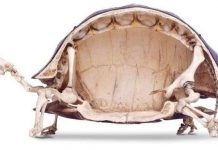 13 sự thật về loài rùa mà ít ai biết đến