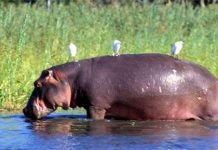 Thế giới động vật - Những điều thú vị bạn chưa biết