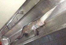 Bắt được cá mũi dài, gai độc kỳ quái Bắt được cá mũi dài, gai độc kỳ quái