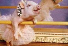 Lợn cũng có khả năng thể hiện trạng thái tình cảm