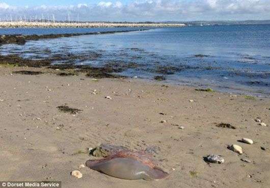 Con sứa khổng lồ dạt bờ biển Anh