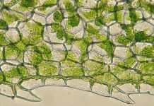 Tại sao lá cây có màu xanh?