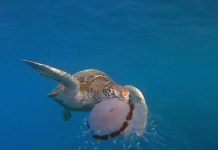 Rùa biển xé xúc tu độc của sứa ăn ngấu nghiến Rùa biển xé xúc tu độc của sứa ăn ngấu nghiến