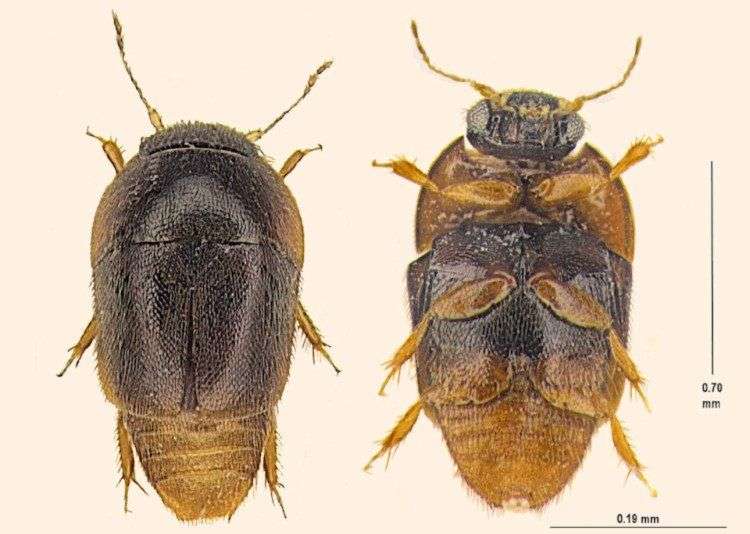 Rết khổng lồ bơi nhanh như lươn và 4 “quái vật” mới được phát hiện năm 2016