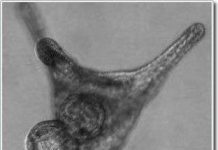 Ấu trùng Đôla cát nhân vô tính nhằm đánh lừa kẻ thù Ấu trùng Đôla cát nhân vô tính nhằm đánh lừa kẻ thù