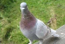 Cầu sập vì… phân chim Cầu sập vì... phân chim