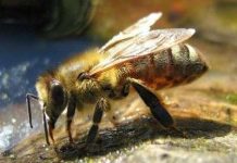 Chất tạo ngọt HFCS trở nên nguy hiểm ở nhiệt độ cao