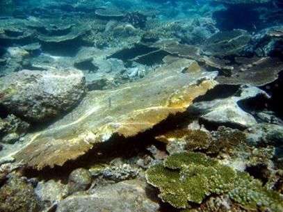 San hô chết hàng loạt sau động đất ở Indonesia