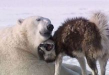 Những đôi bạn ngộ nghĩnh