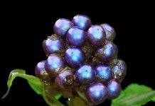 Loại quả rừng sáng nhất hành tinh