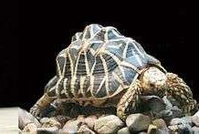 Rùa cạn tiến hoá để tránh bị lật ngửa Rùa cạn tiến hoá để tránh bị lật ngửa