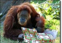 Con đười ươi già nhất thế giới qua đời