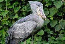 Cò mỏ giày Balaeniceps rex