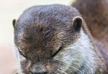 Hình ảnh cảm động: Rái cá chắp tay cầu nguyện