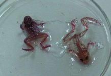 Nếu không bảo vệ môi trường, chả mấy mà các loài sinh vật đều "đột biến" như này