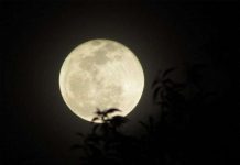 Vì sao "trai mùng một, gái hôm rằm" khó nuôi?