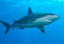 Các nước EU cho phép đánh bắt cá mập phục vụ công tác nghiên cứu