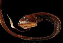 Khám phá loài thủy quái đáng sợ nhất hành tinh dưới lòng đại dương