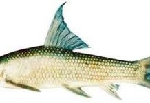 Nguy cơ tuyệt chủng 4 loài cá quý ở sông Hồng