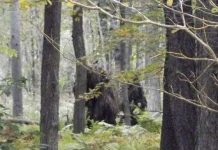 Chụp được ảnh hai quái thú Bigfoot trong rừng