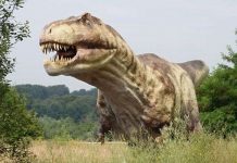 Khủng long bạo chúa có lực cắn gấp vạn lần người