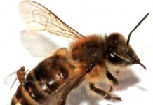 Ruồi ký sinh biến ong thành thây ma Ruồi ký sinh biến ong thành thây ma