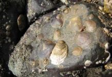 Loài vật chuyển giới sau khi va chạm Loài vật chuyển giới sau khi va chạm