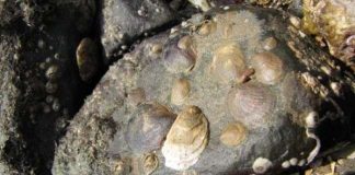 Loài vật chuyển giới sau khi va chạm