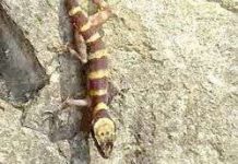 Phát hiện thằn lằn, rắn lục chỉ có ở Việt Nam