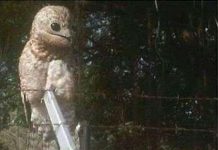 Loài chim có cặp mắt ám ảnh Loài chim có cặp mắt ám ảnh