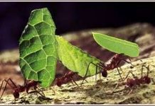 Kiến “thành thị” chịu nhiệt tốt hơn