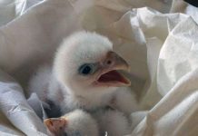 Chim cắt bạch tạng nghìn đô đoàn tụ với mẹ Chim cắt bạch tạng nghìn đô đoàn tụ với mẹ