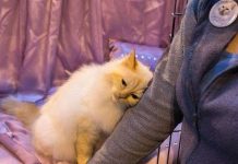 Con người đã thuần hóa loài mèo như thế nào?