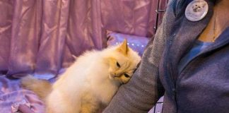 Con người đã thuần hóa loài mèo như thế nào?