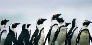 Bảo tồn gen chim cánh cụt Nam Phi