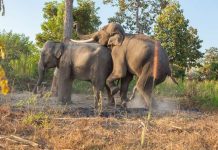 Tại sao sinh vật lại cần phải giao phối?