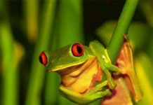 Biến đổi khí hậu đe dọa cả những loài sinh vật phổ biến trên trái đất Biến đổi khí hậu đe dọa cả những loài sinh vật phổ biến trên trái đất