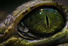 Nghiên cứu chứng minh huyền thoại cá sấu "săn mồi lúc ngủ" là có thực