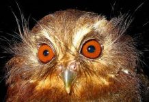 Cú có râu tại Nam Mỹ