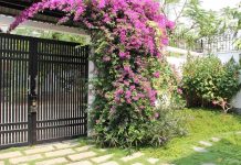 Cách chăm sóc cây hoa giấy cho ra hoa quanh năm