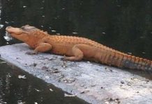 Những kẻ "lạc loài" trong tự nhiên