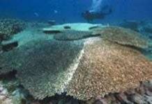 Bệnh "hội chứng trắng" đe dọa các dải san hô ngầm