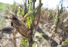 Indonesia tăng cường ứng dụng công nghệ sinh học Indonesia tăng cường ứng dụng công nghệ sinh học