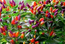 Cách trồng ớt nhiều màu tại nhà vừa ăn vừa làm cảnh