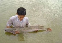 Sản xuất giống cá Lăng chấm bằng sinh sản nhân tạo