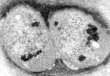 Giải mã quá trình phân chia của vi khuẩn