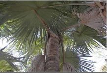 Cọ khổng lồ trên đảo Madagascar