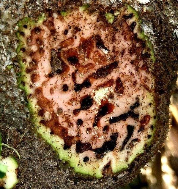 Loài kiến đặc biệt biết trồng cây để làm tổ trên đảo Fiji